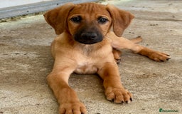 Mixed Breed dogs for adoption: Olive (Hound/Shepherd mix) - Image 17