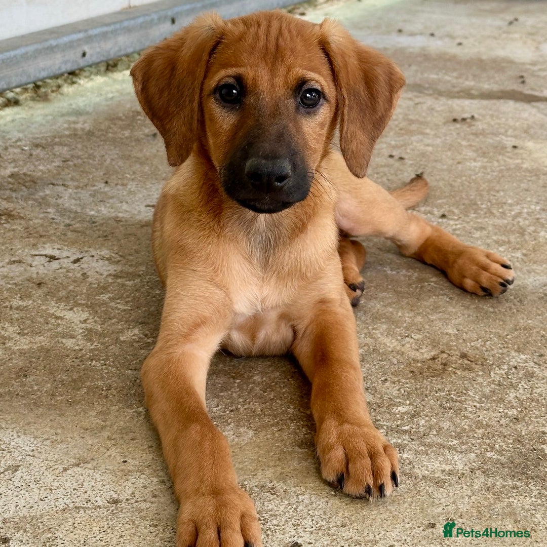 Mixed Breed dogs for adoption: Olive (Hound/Shepherd mix) - Image 17