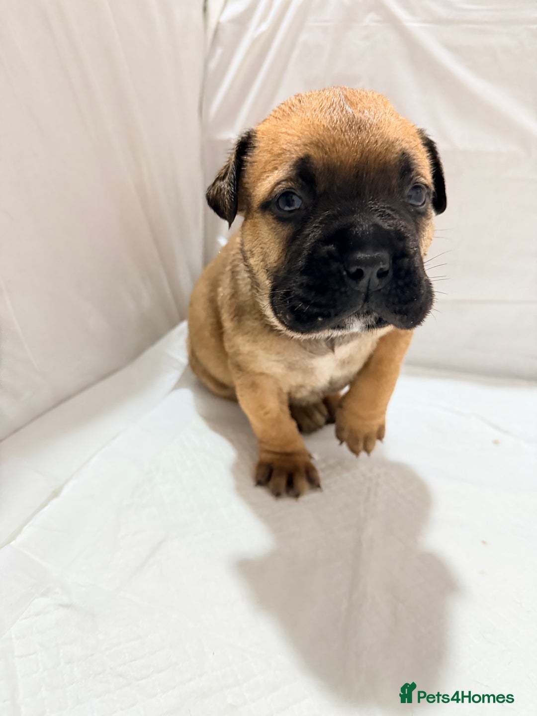 Bullmastiff dogs for sale: Bullmastiff puppies for sale - Advert 6