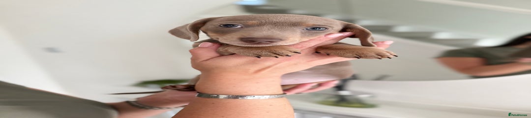 Miniature Dachshund Puppy 7 