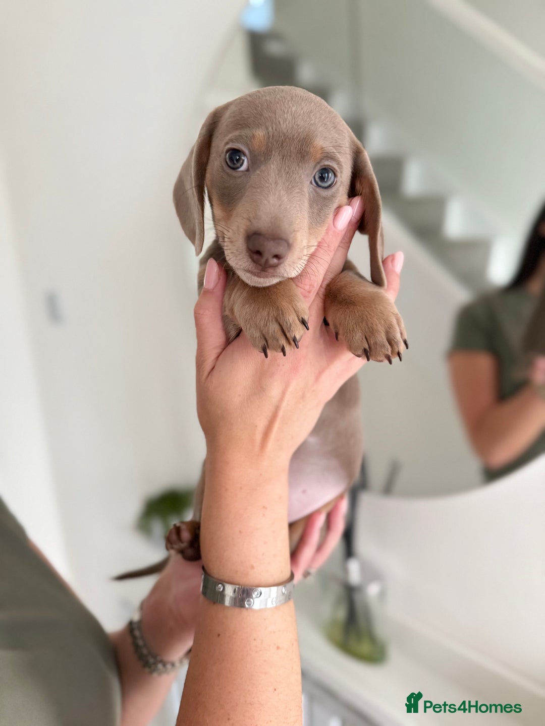 Miniature Dachshund dogs for sale: Kc reg Miniature Dachshund Puppies 🐶 💕 - Advert 14