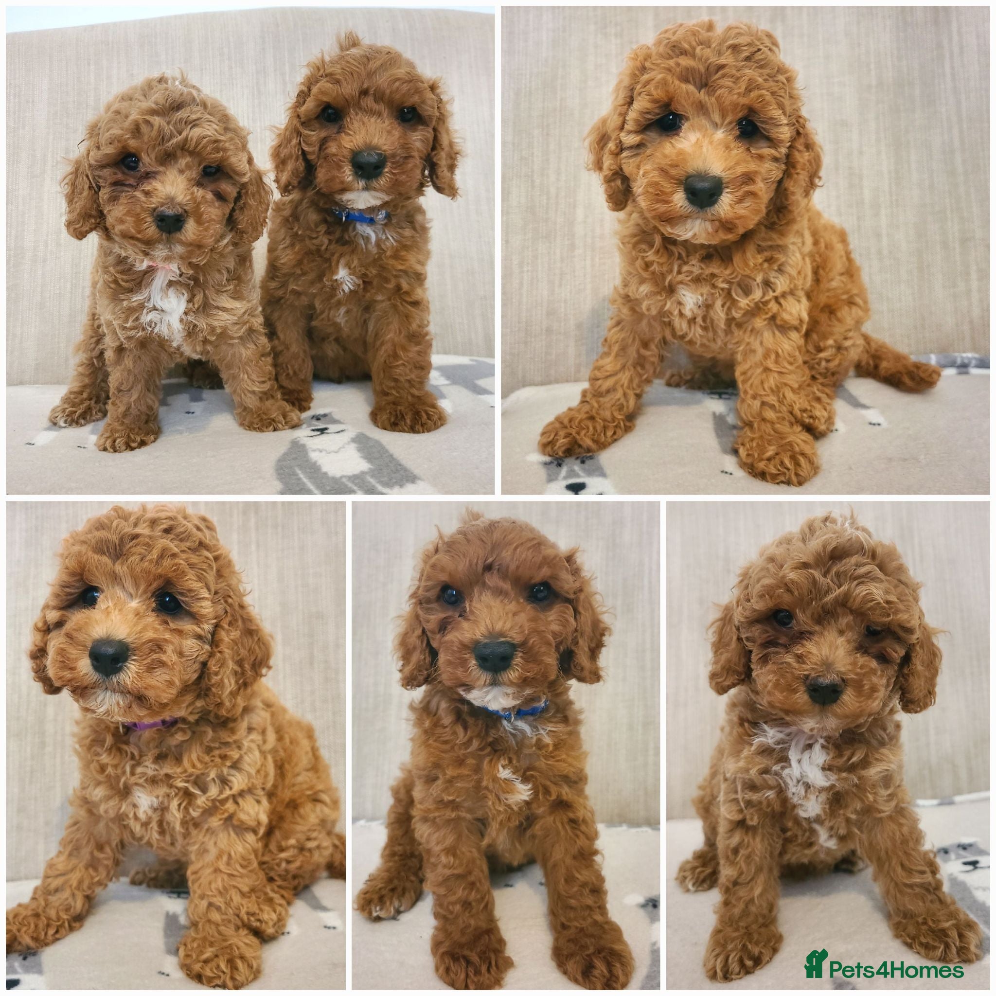 Cavapoo dogs Beautiful Health Tested Cavapoo Puppies - Advert 1