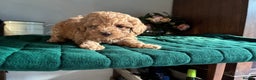 Toy Poodle dogs for sale: Red and Apricot Tiny Toy Poodles - Ready Soon - Advert 7