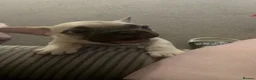 French Bulldog dogs for sale: 4 male French bulldogs  - Advert 10