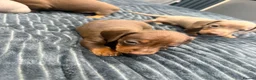 Miniature Dachshund dogs for sale: KC pure Miniature Dachshunds   - Advert 18