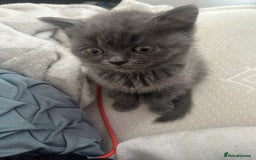 British Shorthair cats for sale: British short hair kittens - Image 3