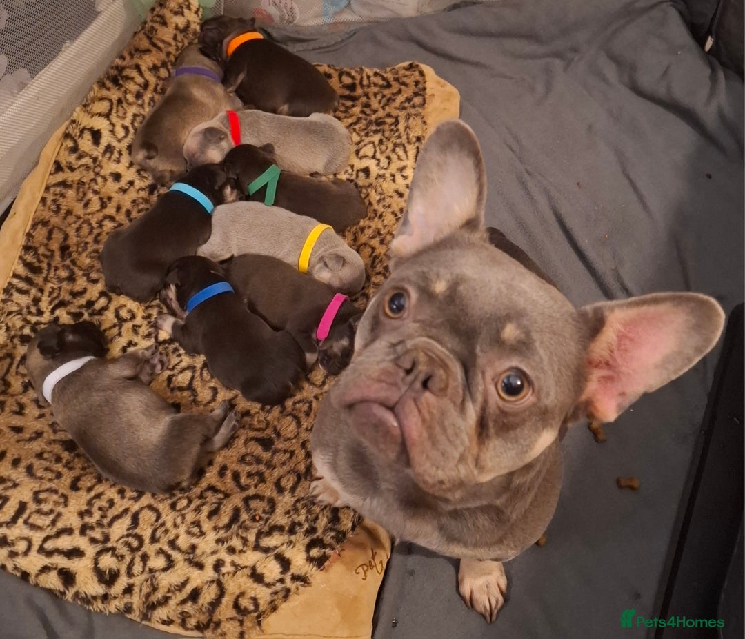 French Bulldog dogs for sale: Exotic coloured visual fluffy frenchies  - Advert 2