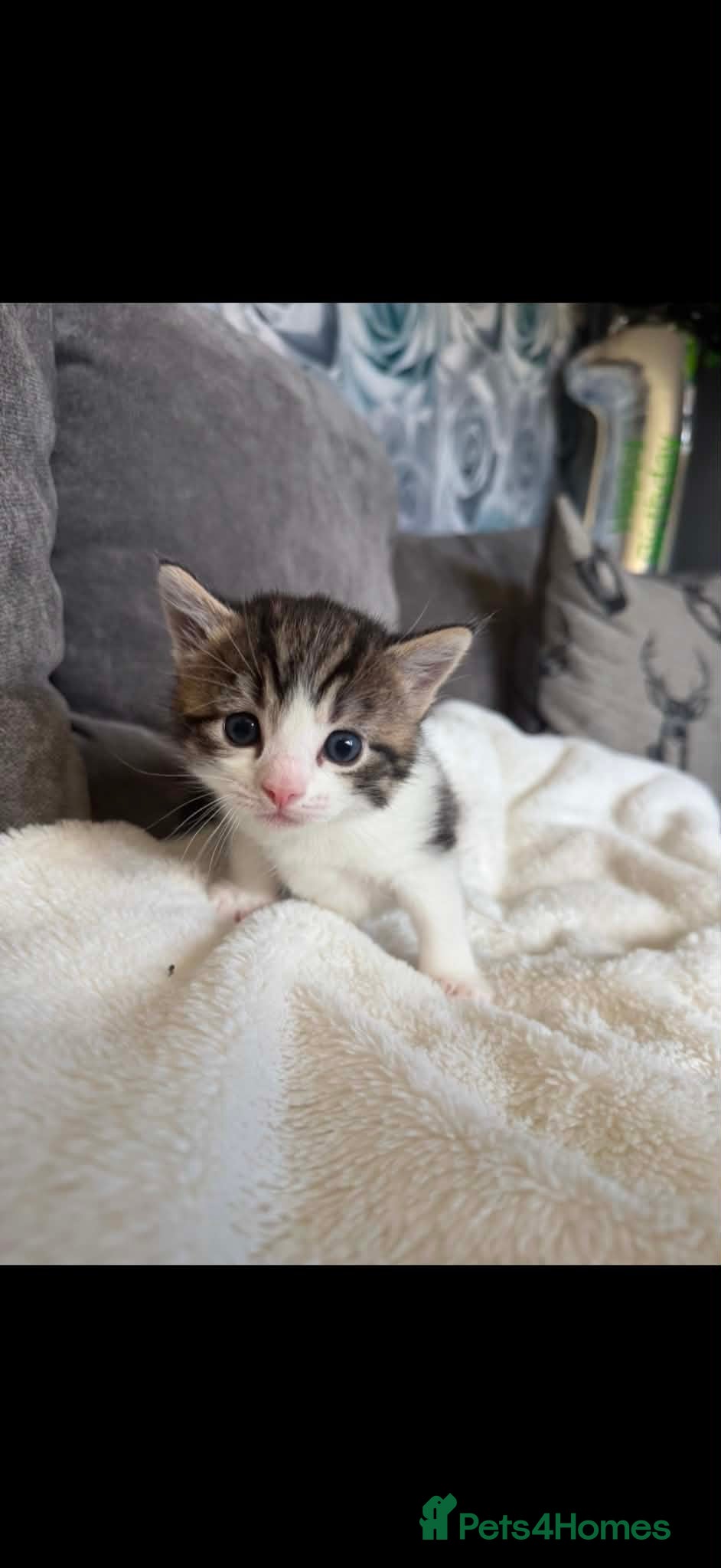 Mixed Breed cats female kittens  - Advert 2