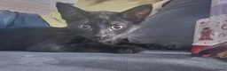Mixed Breed cats for sale: Two kittens for sale  - Advert 2