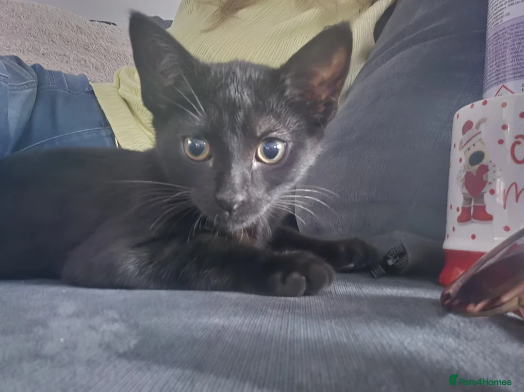 Mixed Breed cats for sale: Two kittens for sale  - Advert 2