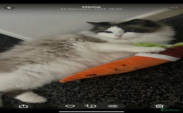 Ragdoll cats - Advert 15