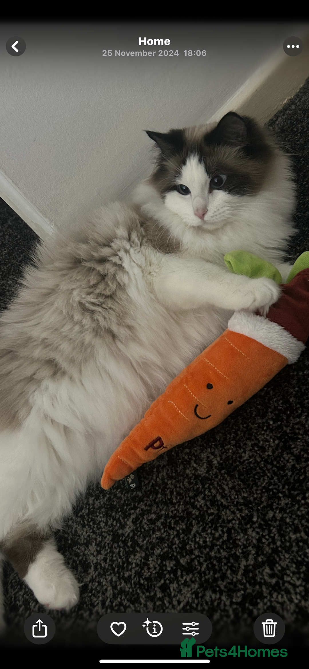 Ragdoll cats for sale: Ragdoll Male 1 years old  - Image 1