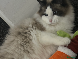 Ragdoll cats - Advert 27