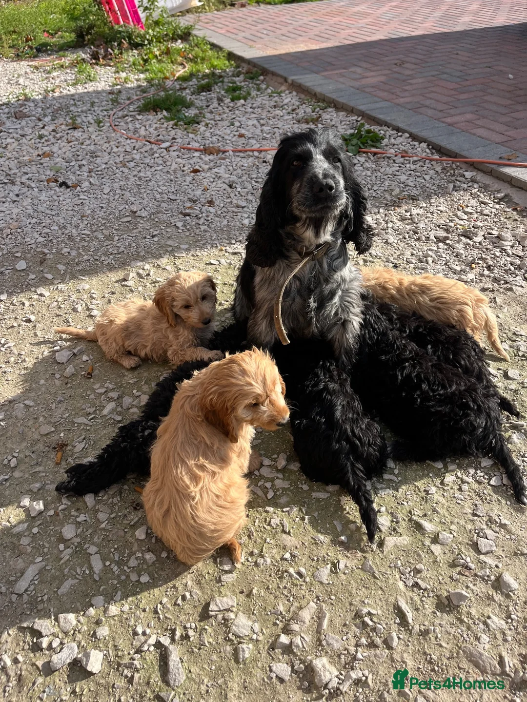 Cockapoo dogs for sale: Cockerpoo - Advert 1