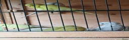 Budgerigars birds for sale: Aviary breed baby budgies - Advert 3