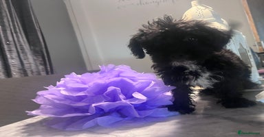 Yorkiepoo dogs Ready now last, loveing, beautiful boys Yorkipoo - Advert 3