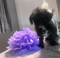 Yorkiepoo dogs Ready now last, loveing, beautiful boys Yorkipoo - Advert 3