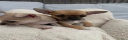 Chihuahua dogs for sale: Rare & Beautiful Chihuahua Puppies in Ipswich - Advert 8
