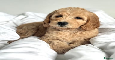 Australian Labradoodle dogs in Northolt - Advert 1