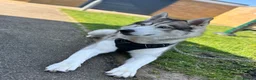 Siberian Husky dogs for sale: Siberian husky for rehoming in Sandy - Advert 3