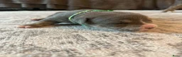 American Bully dogs for sale: Blue x lilac tri American pocket bully pups - Advert 13