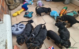 Yorkshire Terrier dogs for sale: Last female Yorkshire Terrier puppy left - Image 25