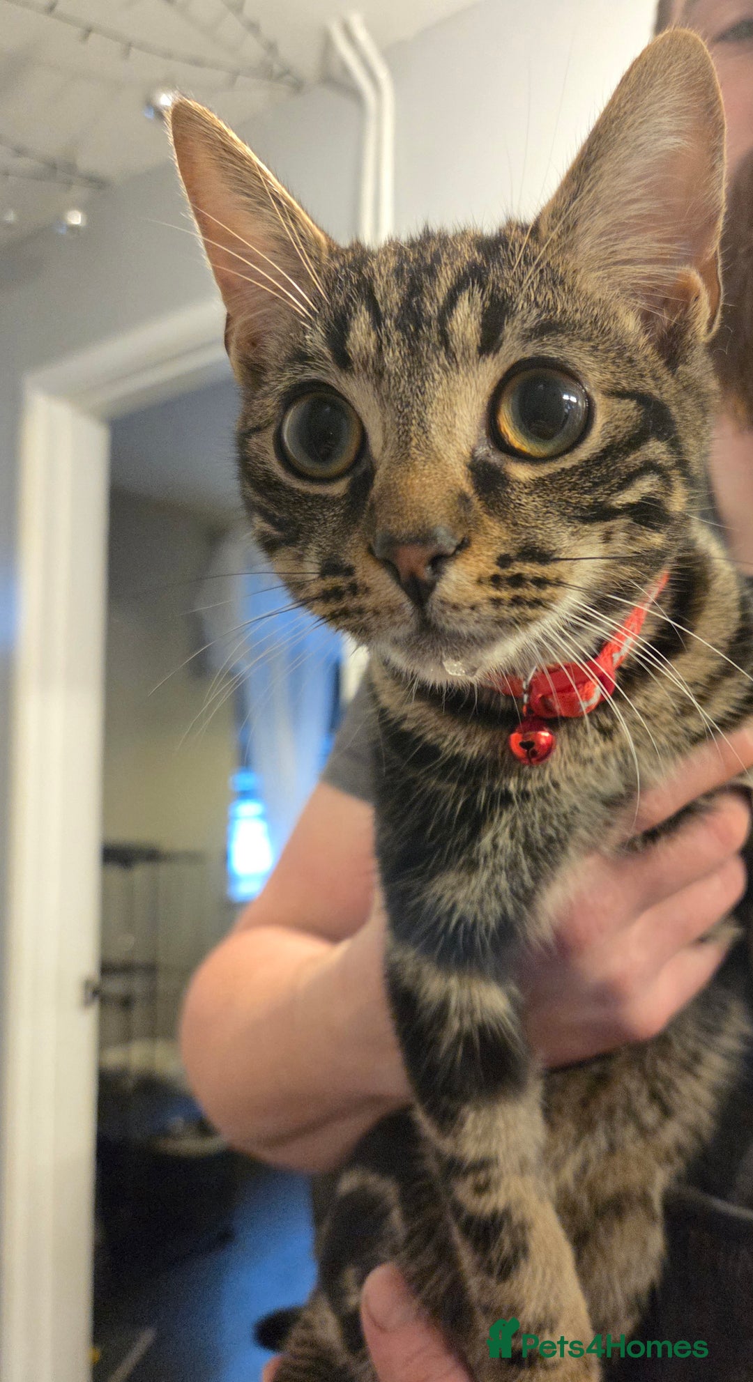 Mixed Breed cats for sale: 2 male kittens  - Advert 1