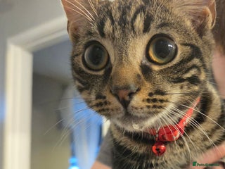 Mixed Breed cats 2 male kittens - Advert 2