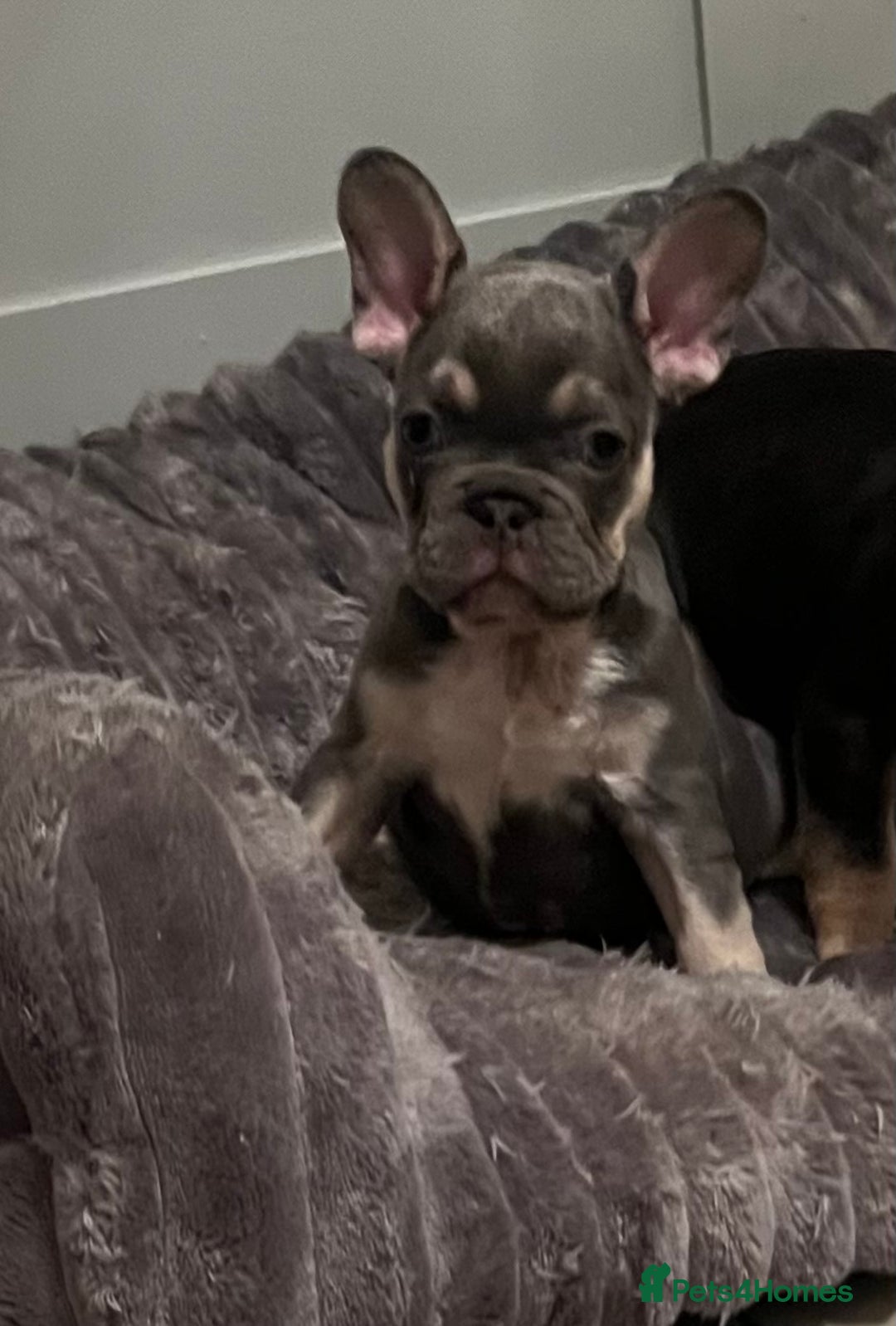 French Bulldog dogs for sale: French bulldog pups  - Advert 3
