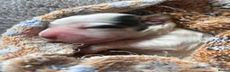 Cocker Spaniel dogs for sale: Gorgeous KC babes from full health checked parents - Advert 12