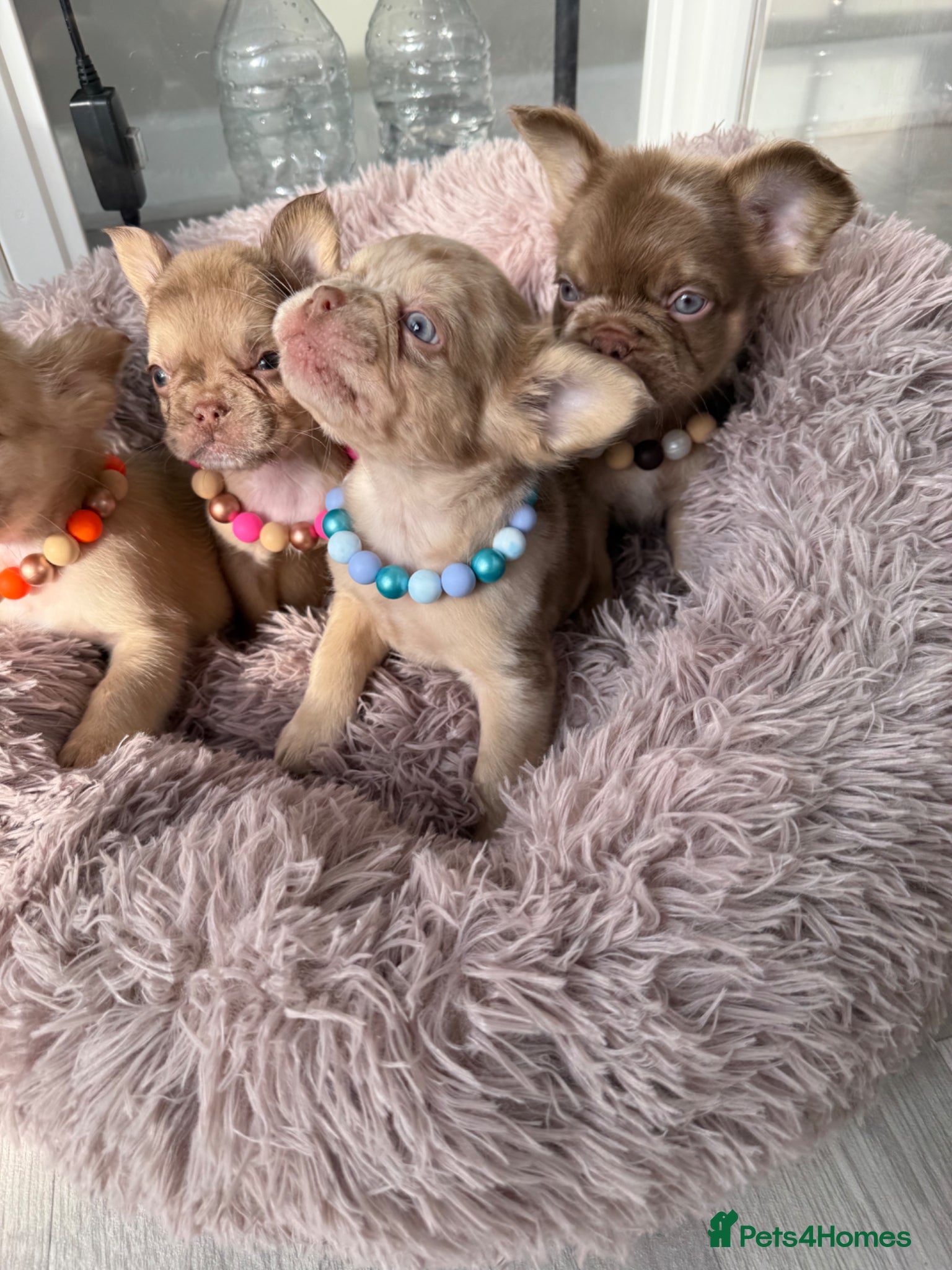 French Bulldog dogs Full fluffy frenchies. Ready to leave ❤️ - Advert 17