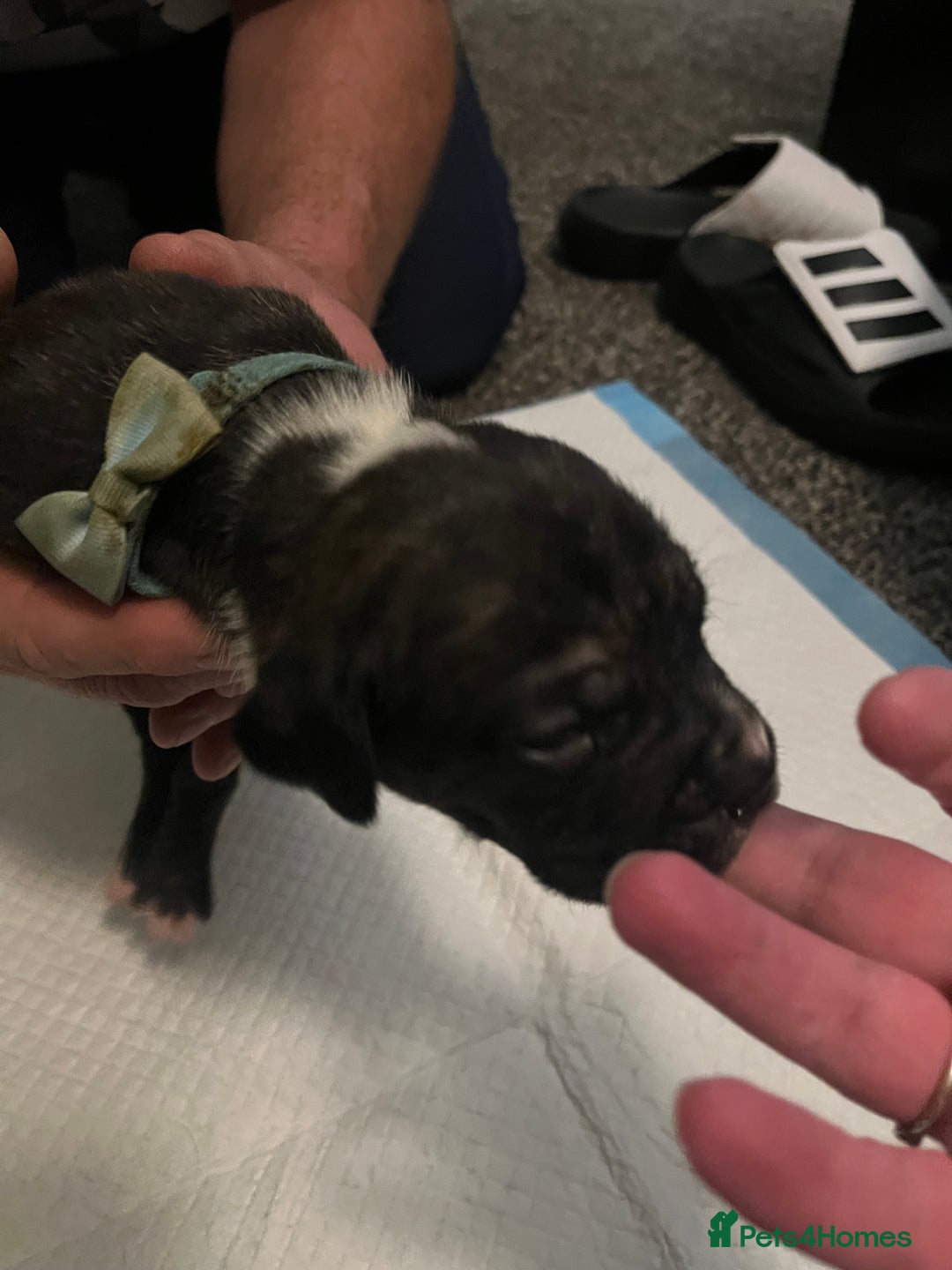 Cane Corso dogs for sale: Full Cane Corso Puppies x5 girls x5 Boys - Advert 6