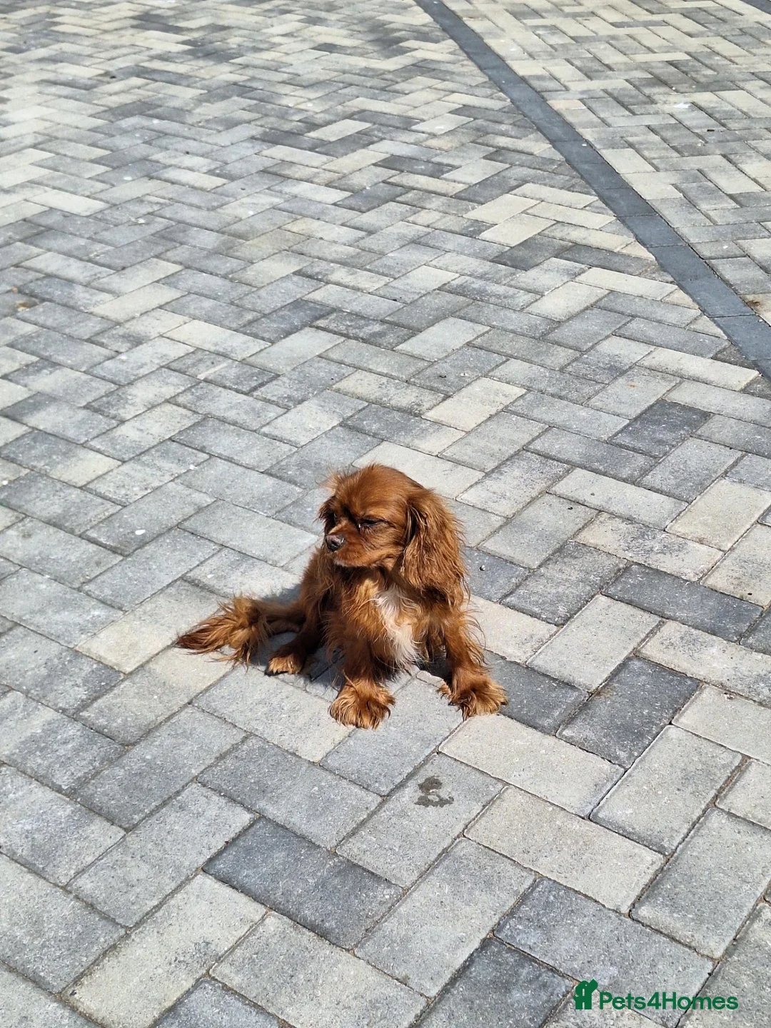 Cavalier King Charles Spaniel dogs for sale: Special needs cavalier girl - Advert 2