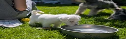 Miniature Schnauzer dogs for sale: Miniature schnauzer puppies  in Cowbridge - Advert 11