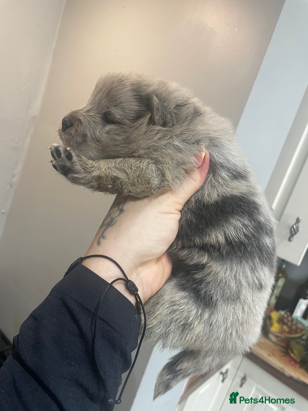 Chow Chow dogs for sale: Chow chow pups - Image 9