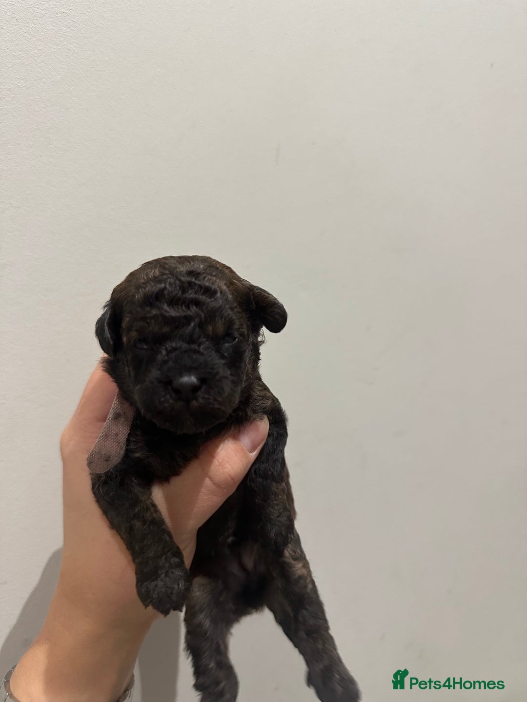 Toy Poodle dogs for sale: Kc Tiny toy poodles DNA 🧬 clear  - Advert 29