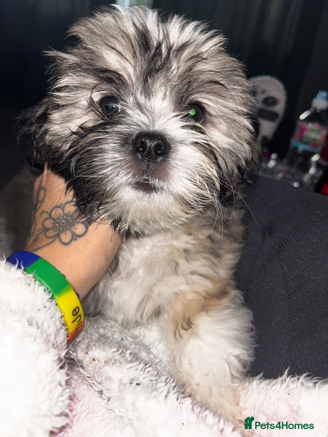 Lhasa Apso dogs for sale: Beautiful Lhasa Apso boy - Image 7