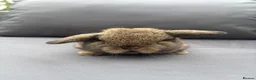 Mini Lop rabbits for sale: Pure mini lop  - Advert 2