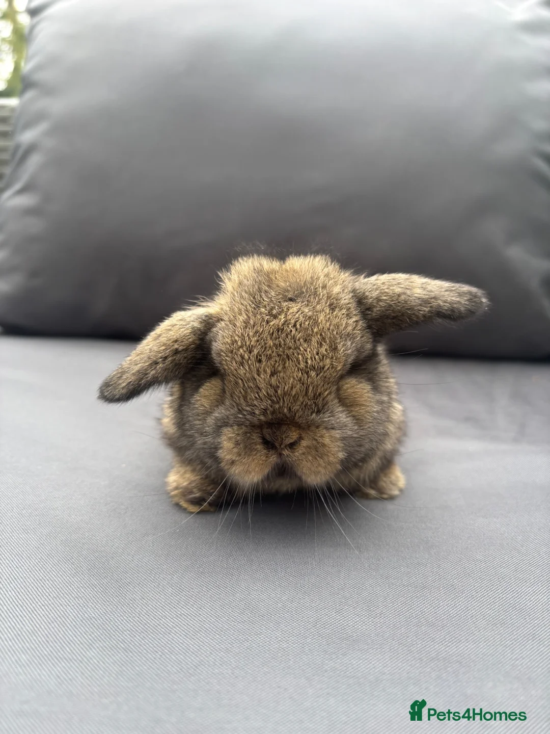 Mini Lop rabbits for sale: Pure mini lop  - Advert 2