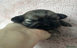 Shih Tzu dogs for sale: Imperial Shih Tzu male - Advert 4