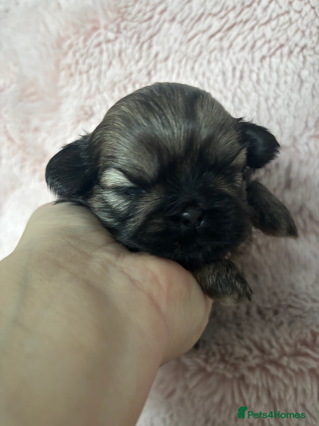 Shih Tzu dogs for sale: Imperial Shih Tzu male - Advert 4