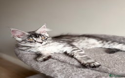 Maine Coon cats for sale: Reduced 🌟 GCCF Maine Coon Kitten 🌟 - Image 2