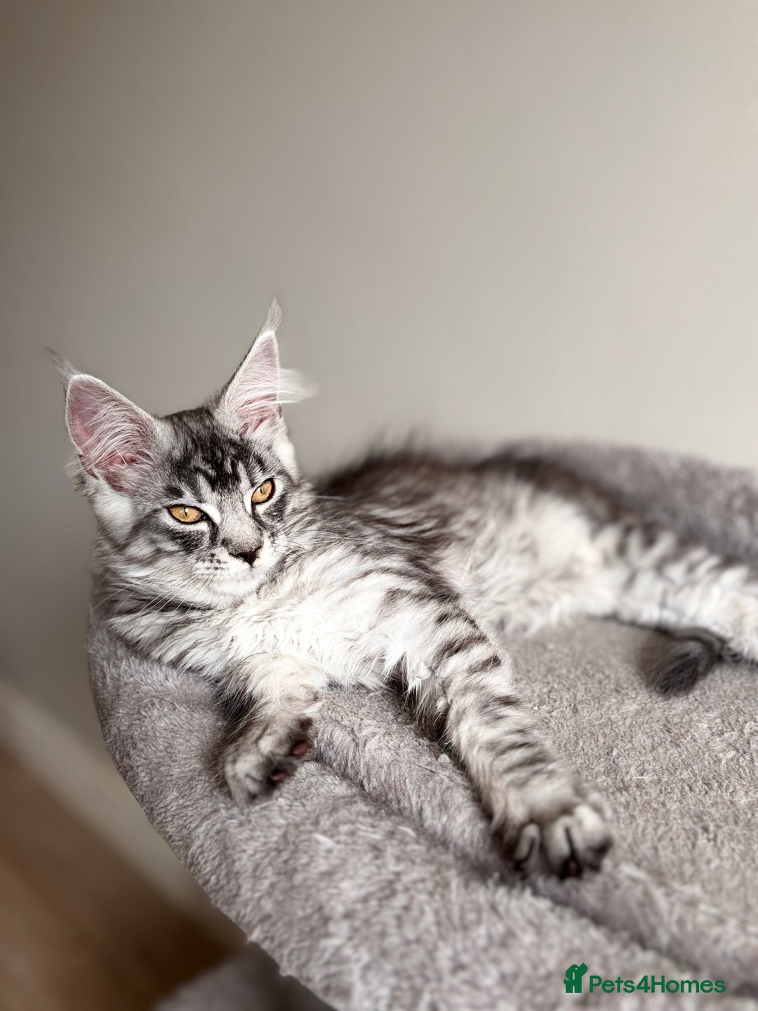 Maine Coon cats for sale: Reduced 🌟 GCCF Maine Coon Kitten 🌟 - Image 2