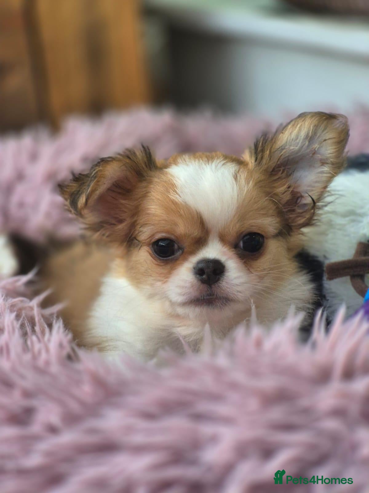 Chihuahua dogs Amazing Longcoat Apple head Chihuahua Puppies - Advert 21
