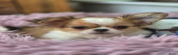 Chihuahua dogs for sale: Amazing Longcoat Apple head Chihuahua Puppies - Advert 1