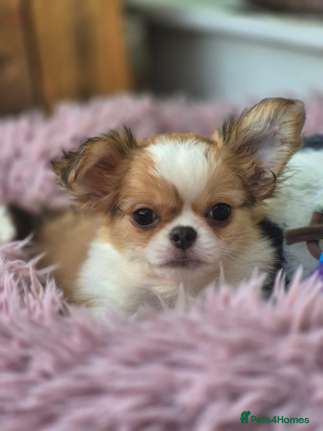 Chihuahua dogs for sale: Amazing Longcoat Apple head Chihuahua Puppies - Advert 1