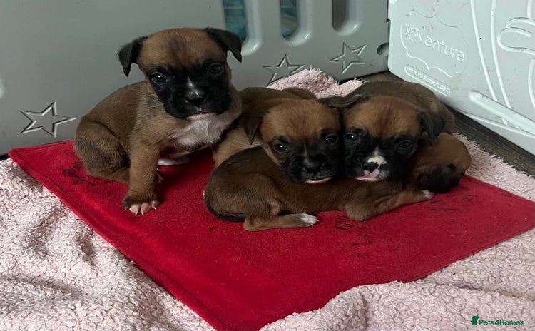 Boxer dogs - Advert 2
