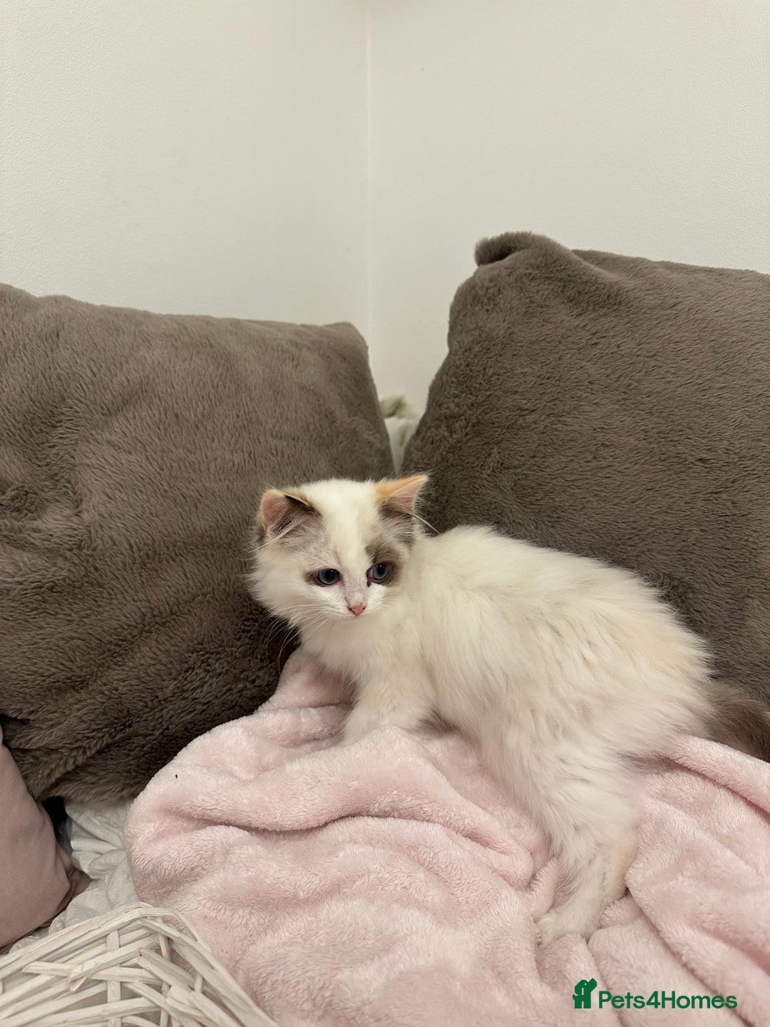 Ragdoll cats for sale: Gorgeous full pedigree ragdoll kittens - Advert 11