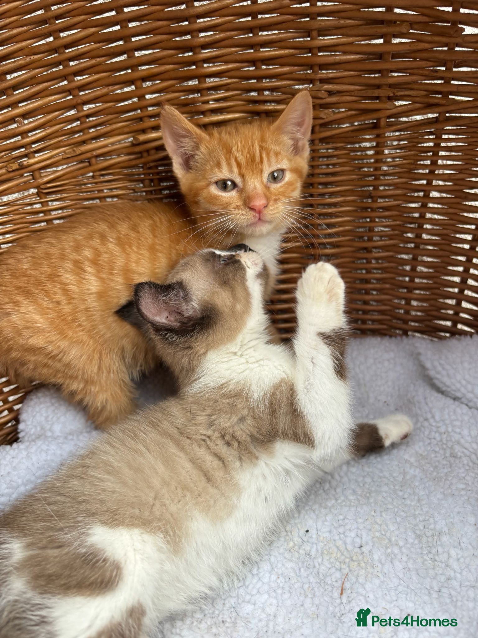 Mixed Breed cats Calico kittens  - Advert 2