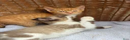Mixed Breed cats for sale: Calico kittens  - Advert 2